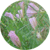 campanules